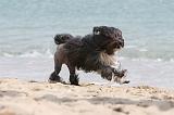 PETIT CHIEN LION 119